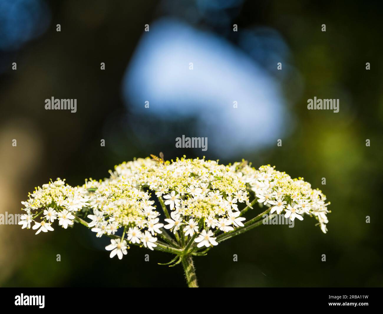 Petersilie am Ufer der Themse, Caversham, Reading, Berkshire, England, UK, GB. Stockfoto