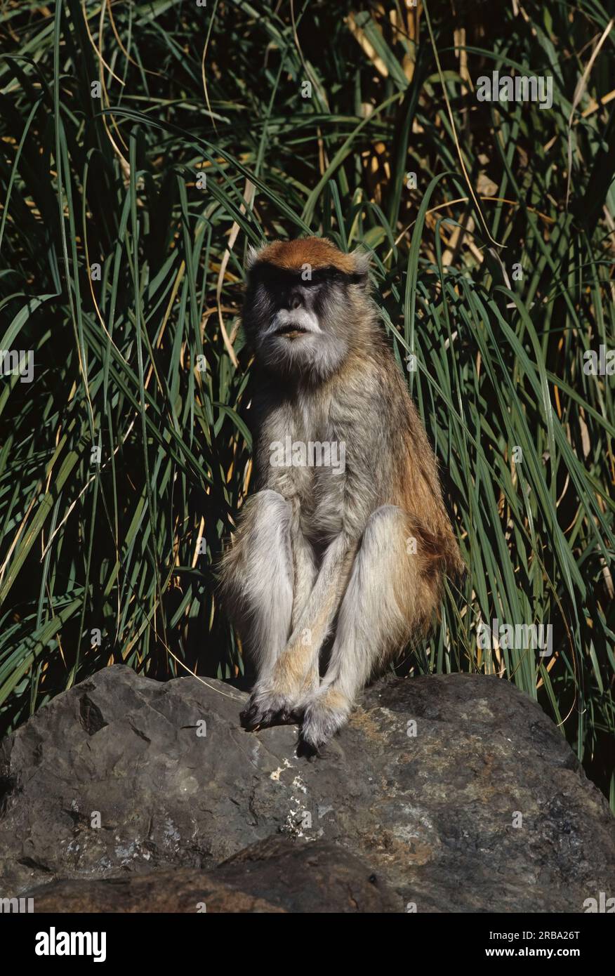 Der gewöhnliche patas-Affe (Erythrocebus patas), auch bekannt als wadi-Affe oder Hussaraffe, ist ein am Boden lebender Affe, der über die Semi-aride A verteilt ist Stockfoto