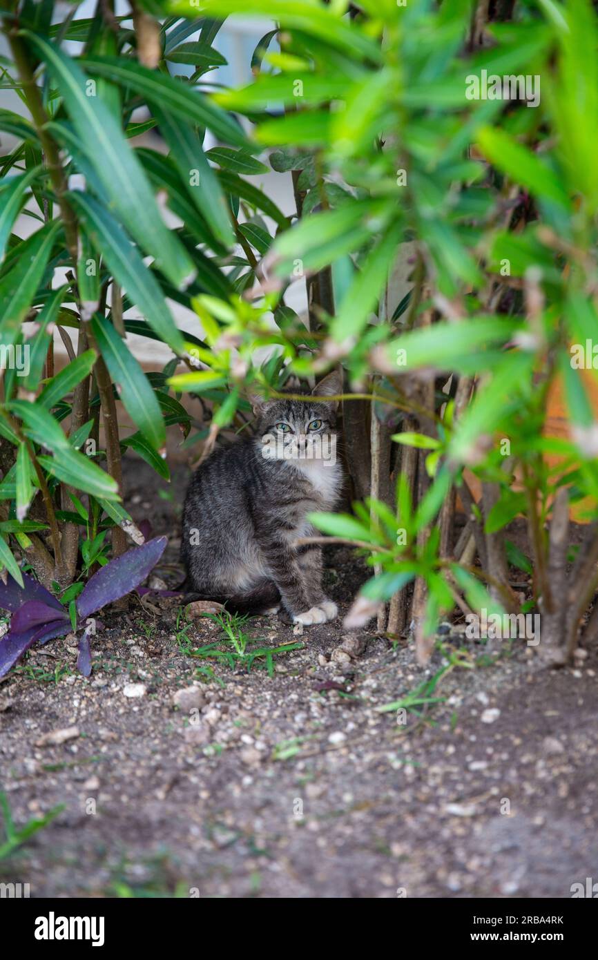 Streunende Katze in Bambus, die in einem Resort lebt Stockfoto