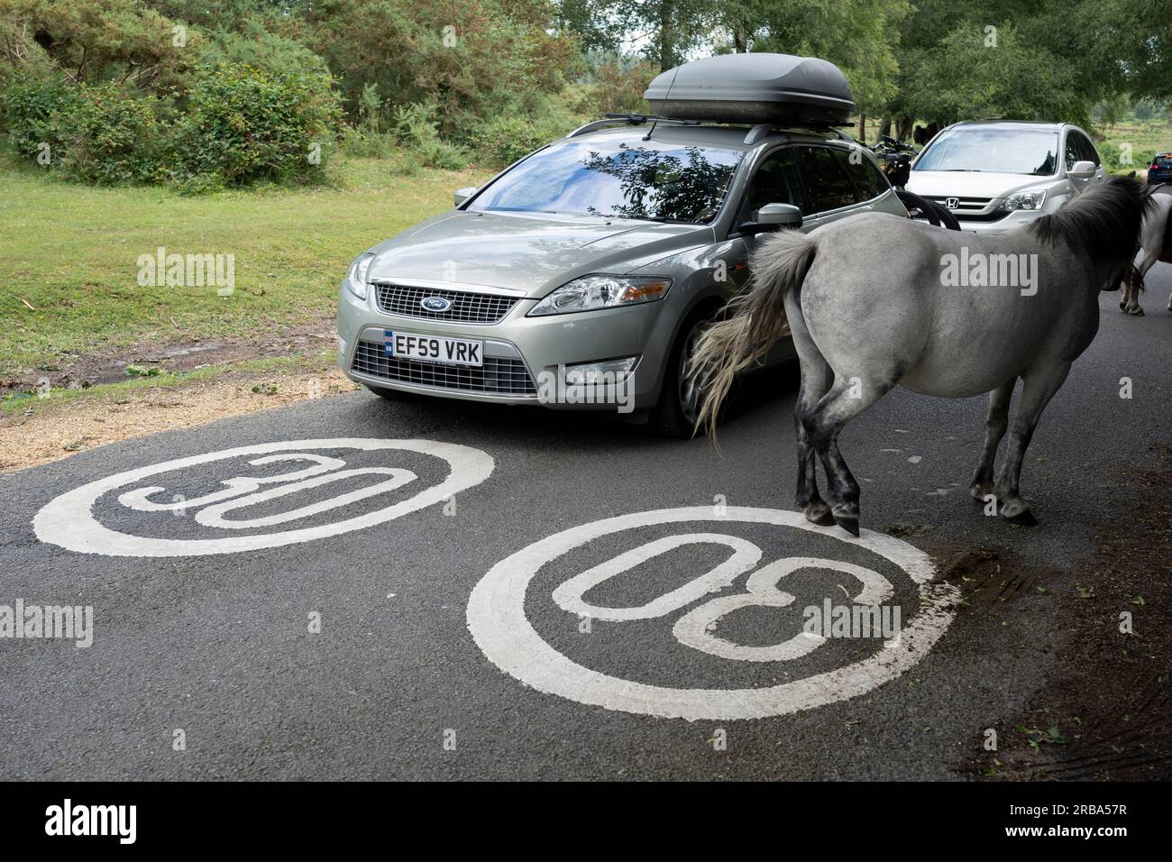 New Forest Ponys ruhen auf einer schmalen Straße, wo vorbeifahrende Autos dieser einheimischen Pferderasse am 4. Juli 20123 in Burley, New Forest, Hampshire, England, nachgeben sollen. Die Ponyrasse New Forest stammt aus dem New Forest in Hampshire im Süden Englands, wo Pferde seit der letzten Eiszeit lebten. Überreste aus dem Jahr 500.000 v. Chr. wurden im Umkreis von 50 Meilen (80 km) vom Herzen des modernen New Forest gefunden. DNA-Studien haben alte gemeinsame Vorfahren mit den keltischen Asturken und Pottok Ponys gezeigt. Stockfoto