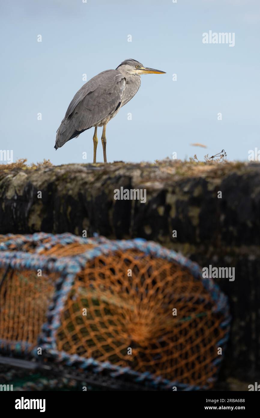 Grey Heron Ardea cinerea, Stand on Harbour Wall, Pittenweem, East Neuk of Fife, Fife, Schottland, Vereinigtes Königreich Stockfoto