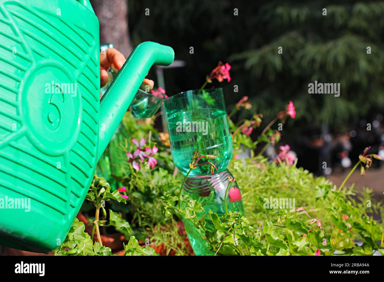 Plastikflaschen zur Bewässerung von Blumen auf dem Balkon als Bewässerungssystem Stockfoto