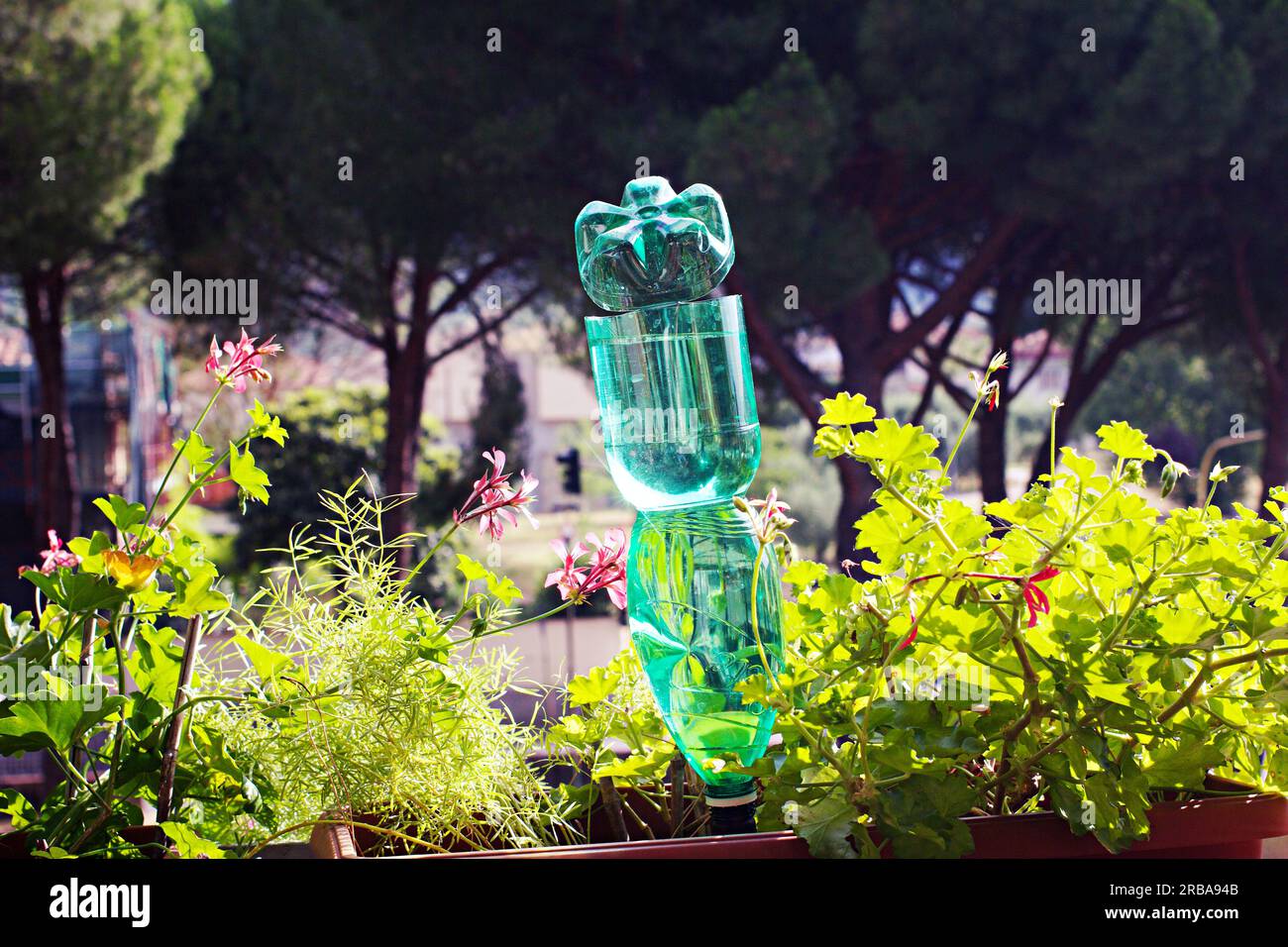 Plastikflaschen zur Bewässerung von Blumen auf dem Balkon als Bewässerungssystem Stockfoto