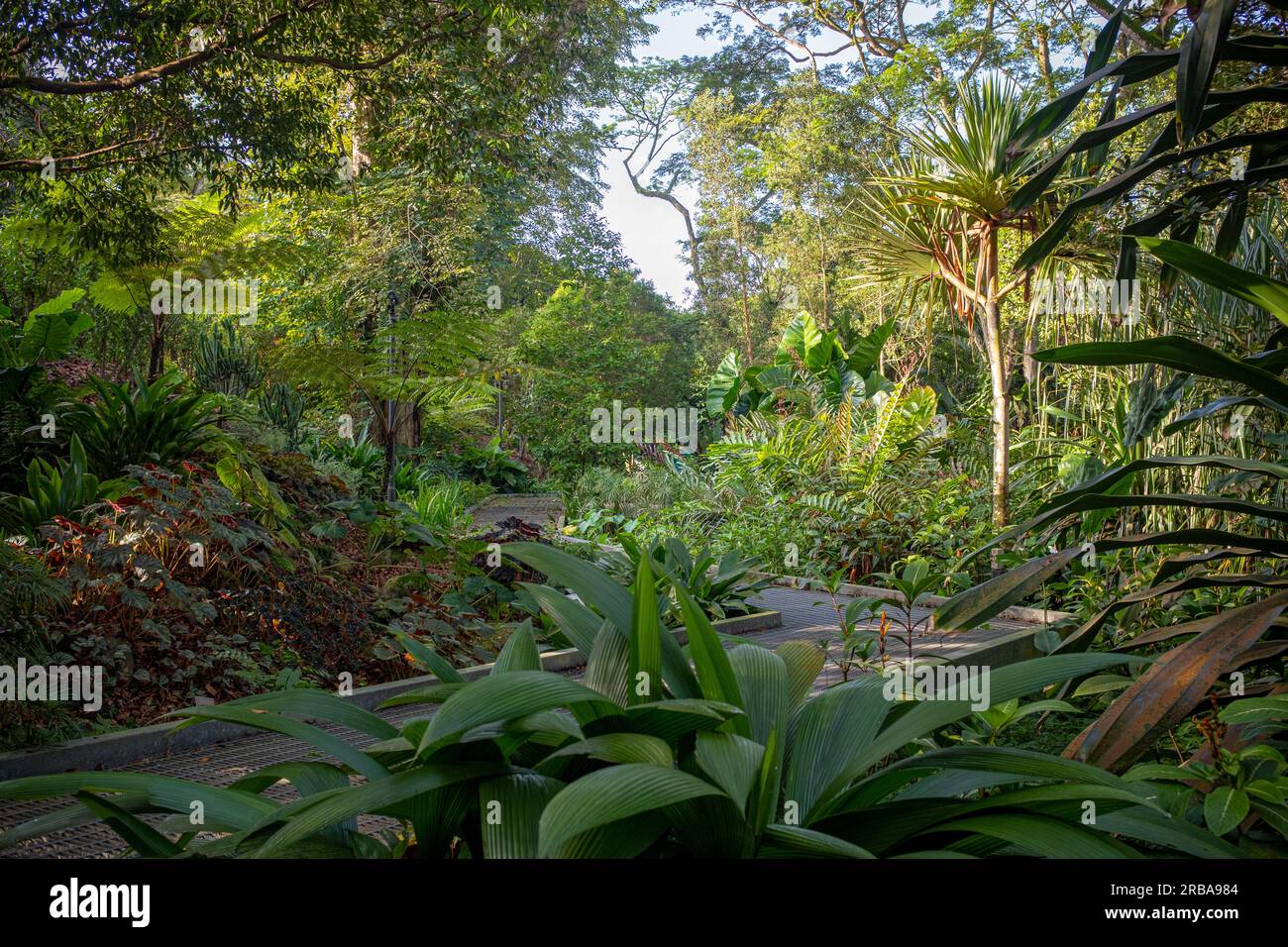 Blick auf einen Fußweg am Morgen, der durch üppige Vegetation im botanischen Garten Singapurs führt. An einem sonnigen Morgen ohne Leute aufgenommen. Stockfoto