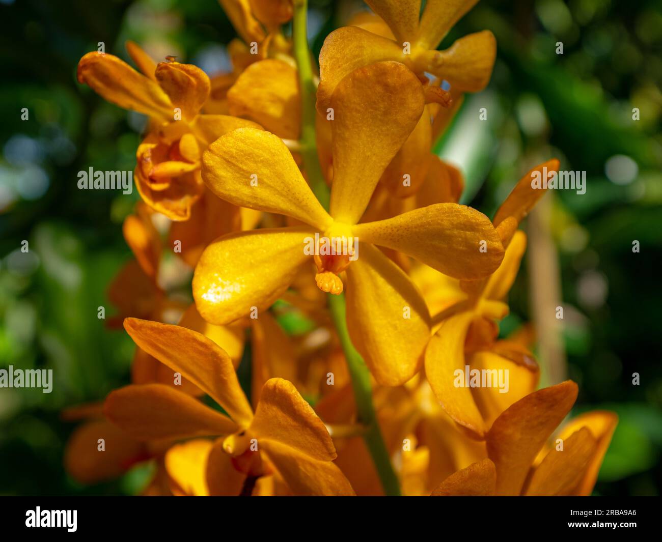 Nahaufnahme einer gelben Renanopsis-Orchidee unter natürlichem Licht. Aufgenommen im botanischen Garten von Singapur Stockfoto