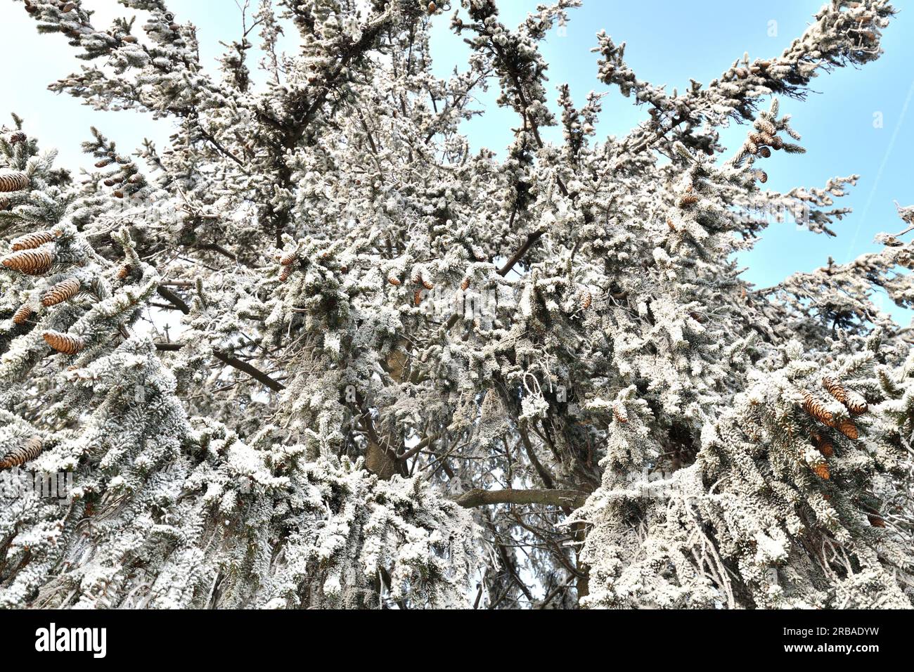 Große Fichte mit Heiserfrost bedeckt, Ansicht von unten Stockfoto