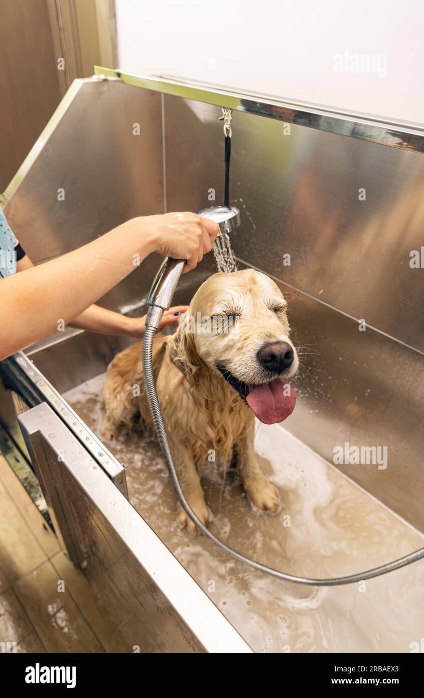 Entspannender Badeschaum für einen goldenen Retriever-Hund. Körperpflege-Salon-Konzept Stockfoto