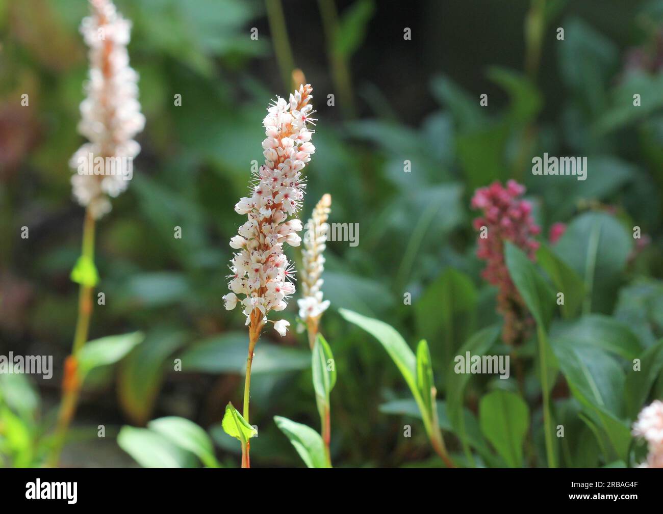 Die blühenden Stacheln von Persicaria affinis Stockfoto
