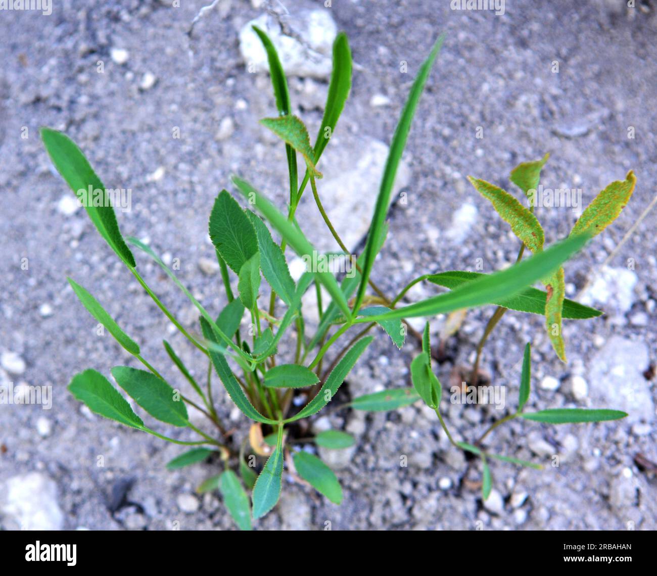 Der Frühling wächst in der Natur Falcaria vulgaris Stockfoto