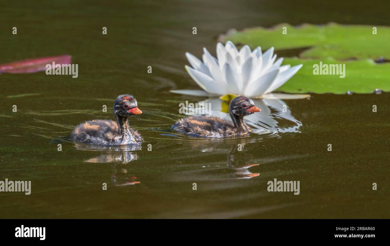 Little Grebe (Tachybaptus ruficollis), Küken, die vor blühenden Seerosen im Wasser schwimmen, Oberschwaben, Baden-Württemberg, Deutschland Stockfoto