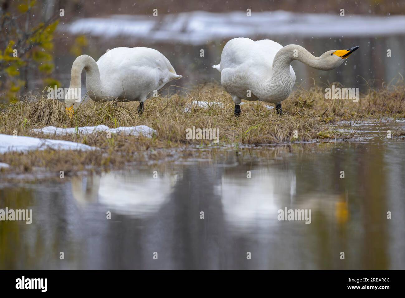 Woooper Swan (Cygnus cygnus), Zuchtspaar im Schneefahren in einer Wasser- und Schneelandschaft im Frühling, Hamra-Nationalpark, Dalarna, Schweden Stockfoto