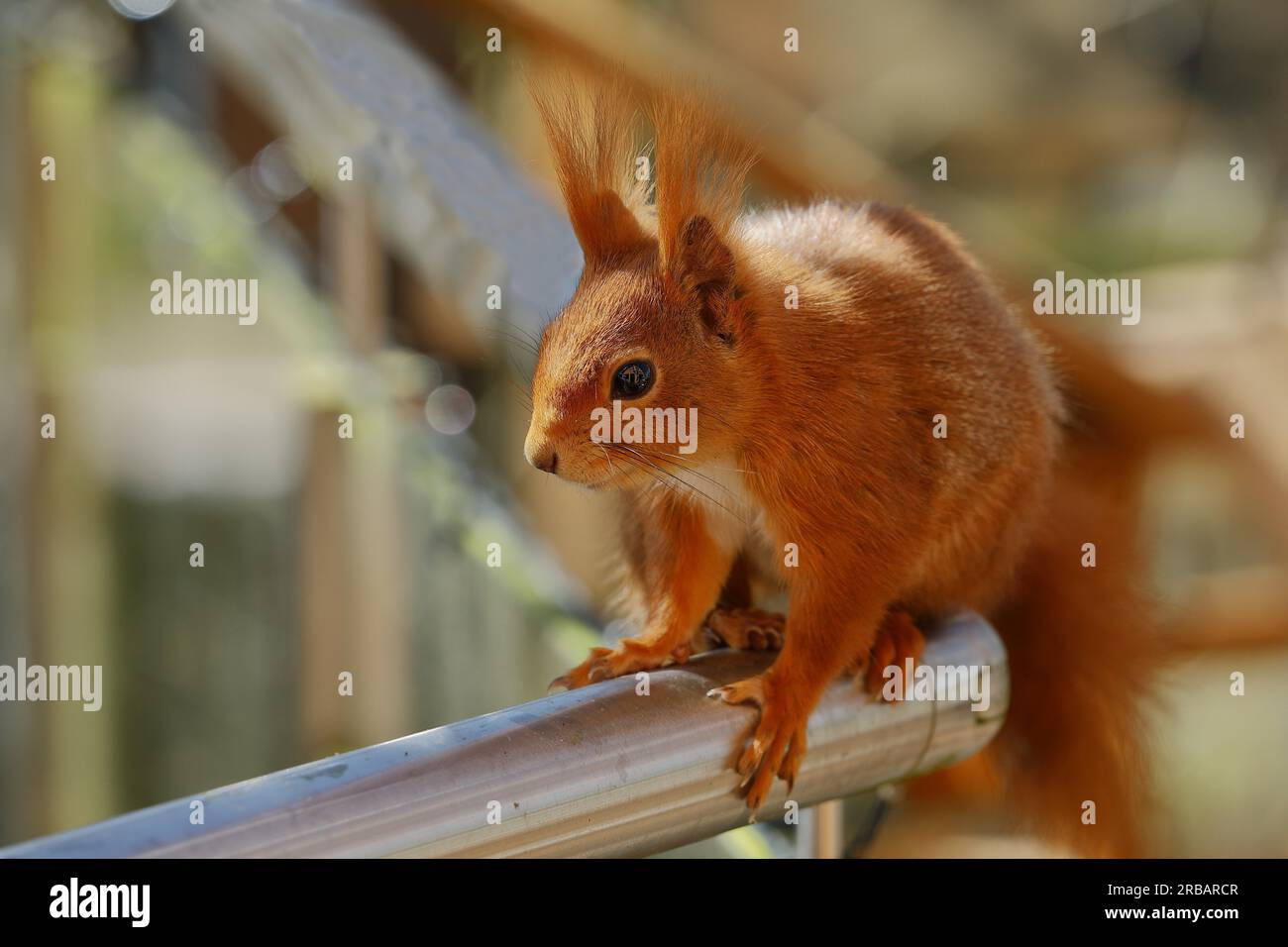 Eurasisches rotes Eichhörnchen (Sciurus vulgaris), auf Balkongeländer sitzend, Tierporträt, Nordrhein-Westfalen, Deutschland Stockfoto