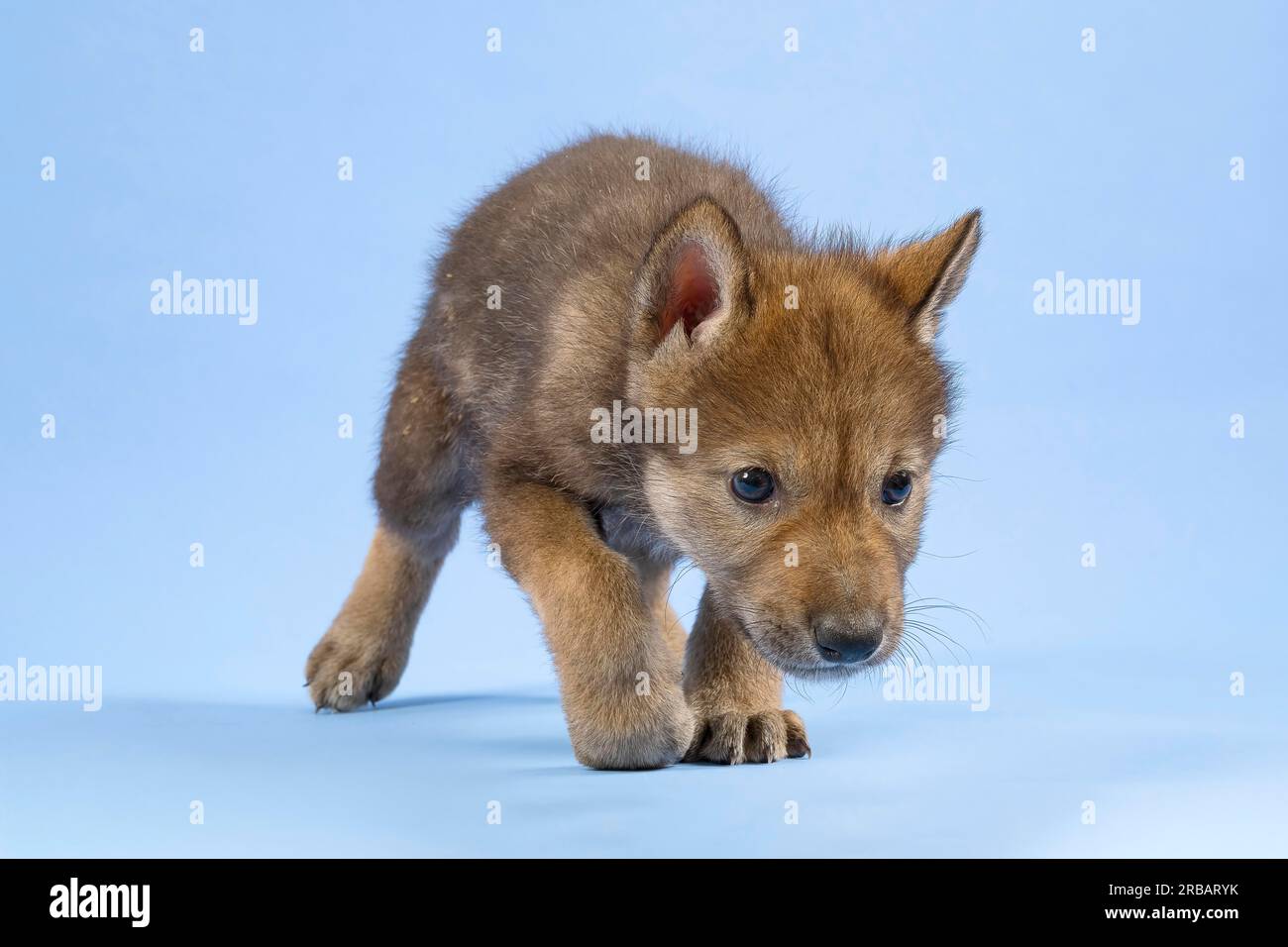 Europäischer grauer Wolf (Canis lupus lupus), frontal, stalkend, Junghund, Gefangen, 3,5 Wochen, Studioaufnahme, blauer Hintergrund Stockfoto