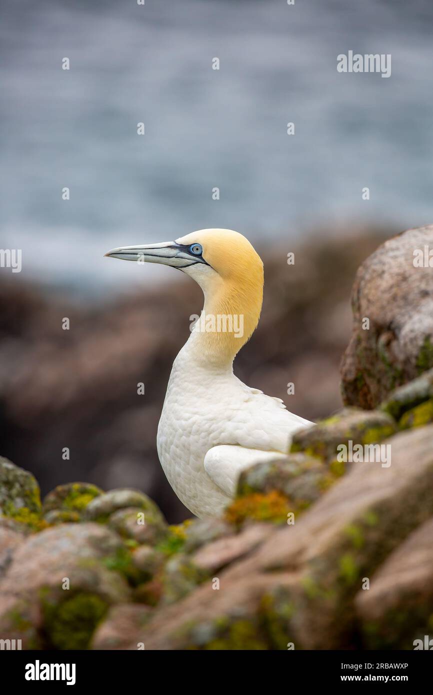 Gannet mit Nistmaterial auf Felsen auf den Saltee Islands Stockfoto