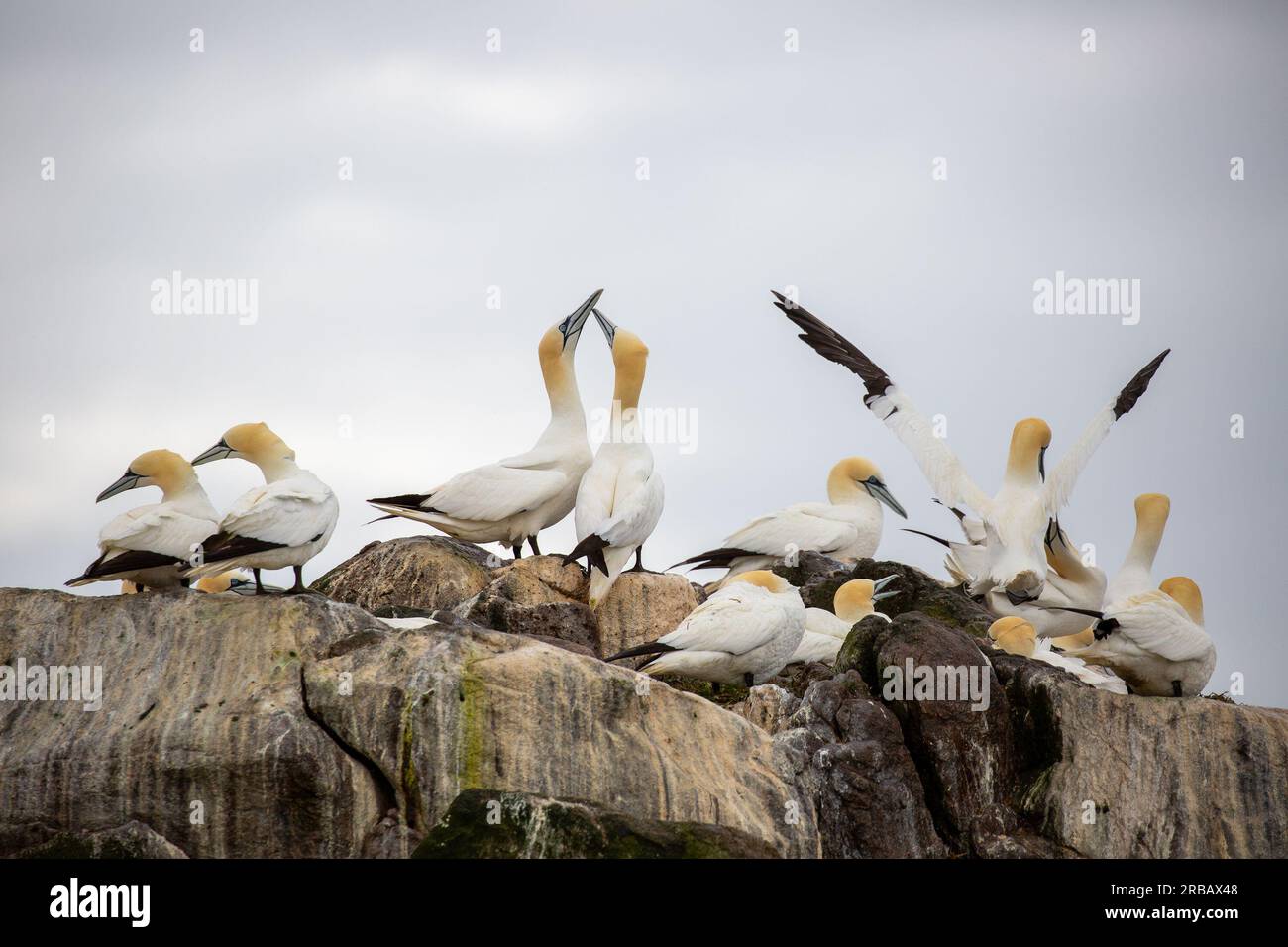 Gannet-Kolonie auf Great Saltee Island Stockfoto