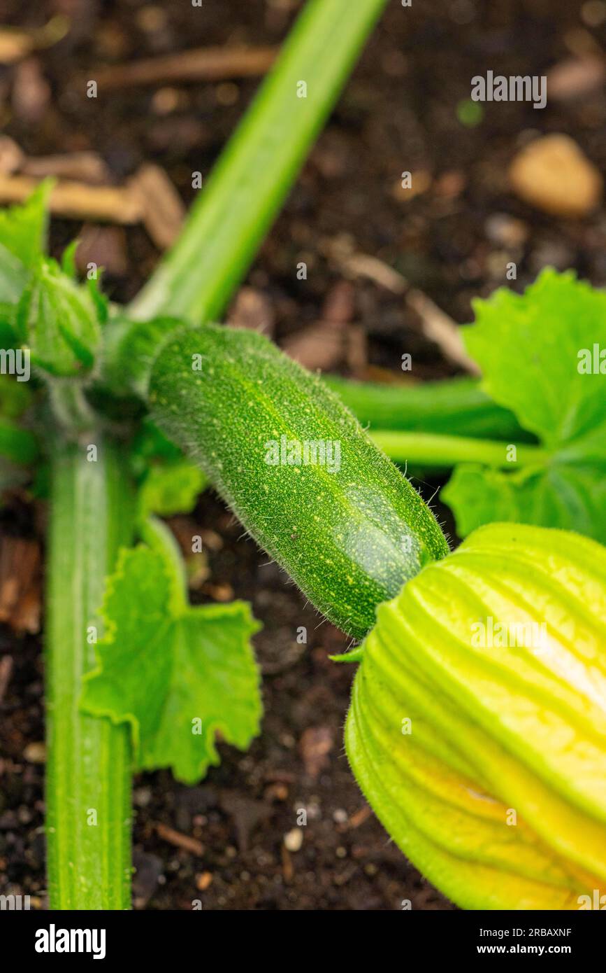 Kleine Zucchini (Cucurbita pepo) mit Blüte Stockfoto