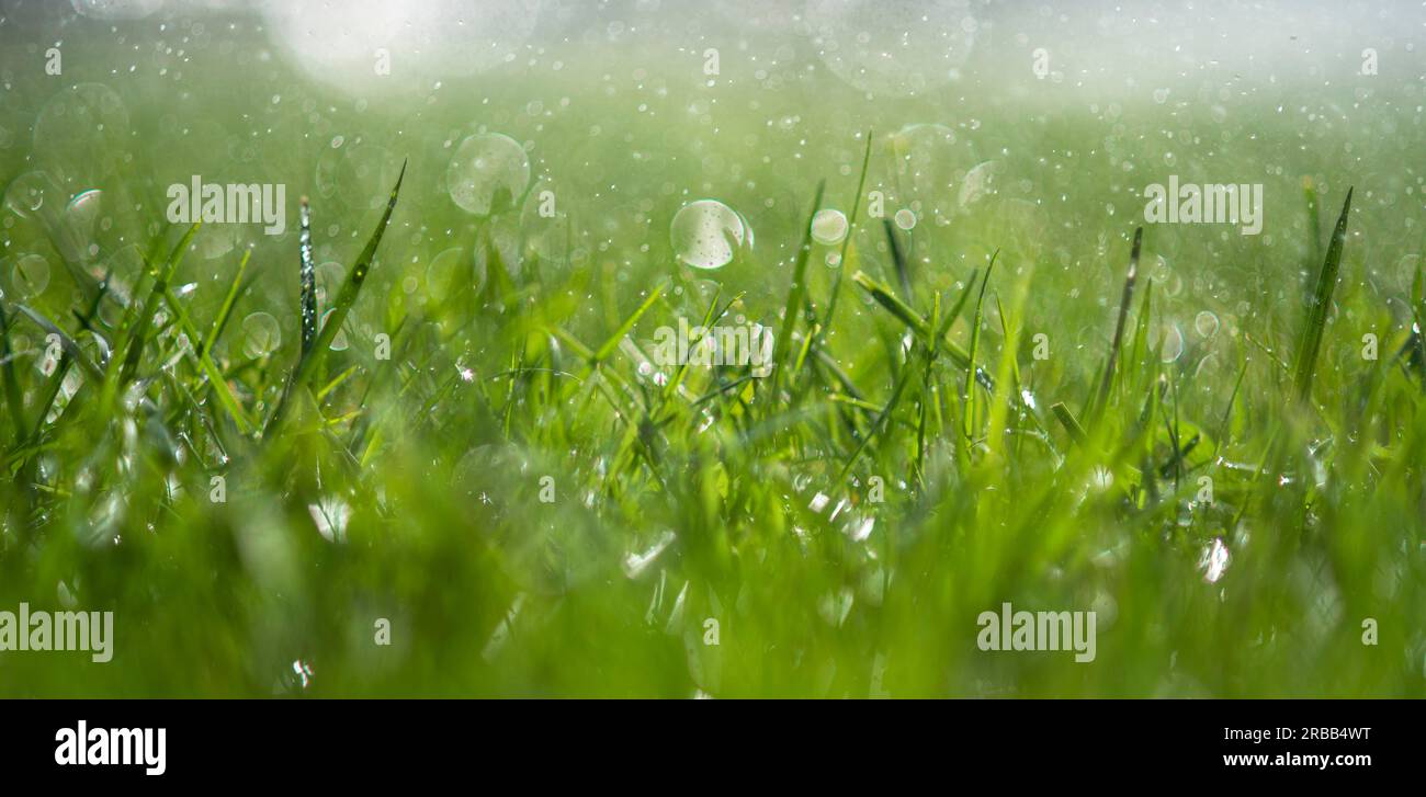 Grünes, frisches Gras im Regen Panorama Stockfoto