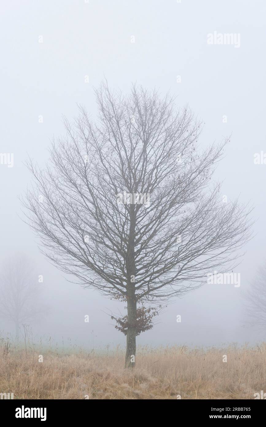 Laubbaum, Einzelbaum im Nebel, Nordrhein-Westfalen, Deutschland Stockfoto