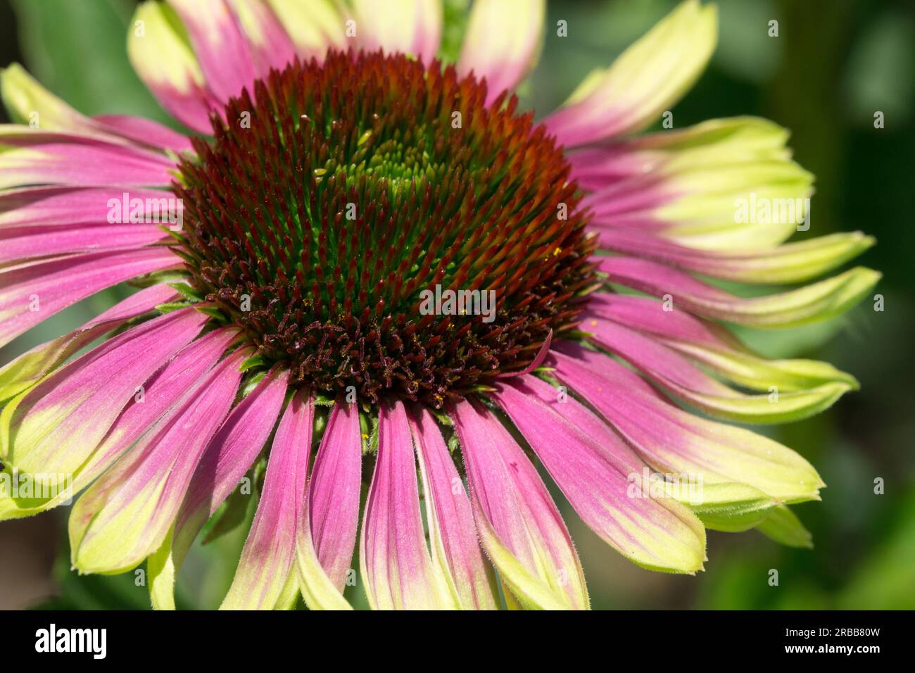 „Green Envy“ Coneflower einzelner Blumenkopf Lila Coneflower Echinacea „Green Envy“ Stockfoto