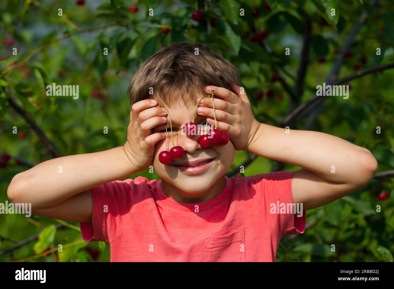 Ein Junge pflückt reife rote Kirschen vom Baum im Garten. Porträt eines glücklichen Jungen, der Kirschen vor dem Gesicht im Kirschgarten hält. Sommerernte Stockfoto