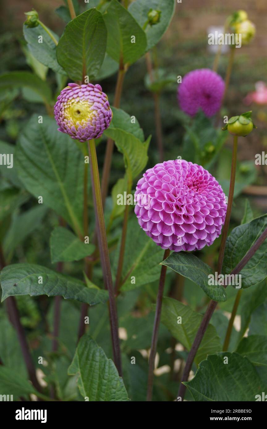 Nahaufnahme der violetten Blumen von Pompon Dahlia, oder „Barbarry Ball“, in einem Garten Stockfoto