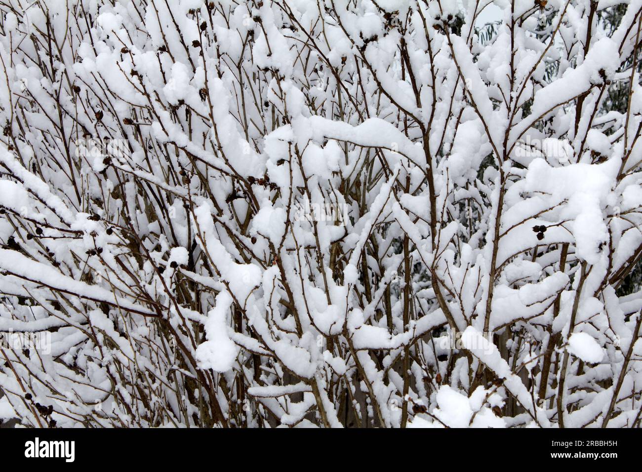 Baum mit Schnee bedeckt Stockfoto