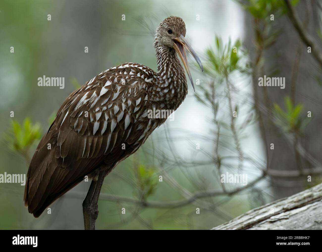 Ein Limpkin-Vogel ruft an, während er im Louisiana Bayou ist Stockfoto