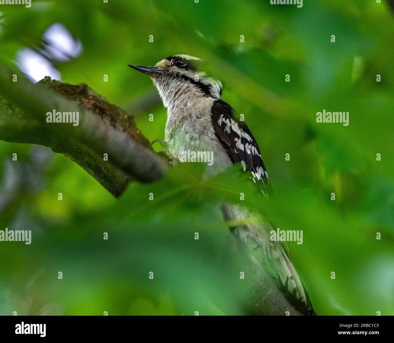 Speckvogel. Im kanadischen Wald, im Busch, traf ich einen Specht, einen Vogel, der hart arbeitete und ein bestimmtes Klopfgeräusch machte. Stockfoto Speckvogel. Im kanadischen Wald, im Busch, traf ich einen Specht, einen Vogel, der hart arbeitete und ein bestimmtes Klopfgeräusch machte. Stockfoto