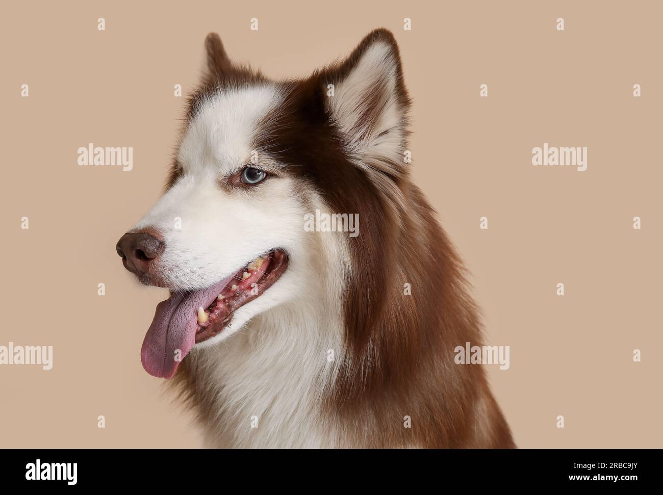 Süßer Husky-Hund auf beigefarbenem Hintergrund, Nahaufnahme Stockfoto
