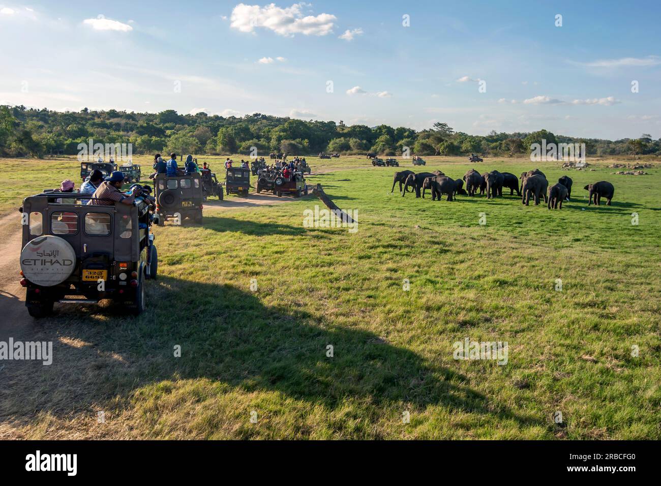 Ein Konvoi mit Safari-Jeeps beobachtet eine Herde wilder Elefanten auf Grasland neben dem Minneriya-Tank im Minneriya-Nationalpark in Sri Lanka. Stockfoto