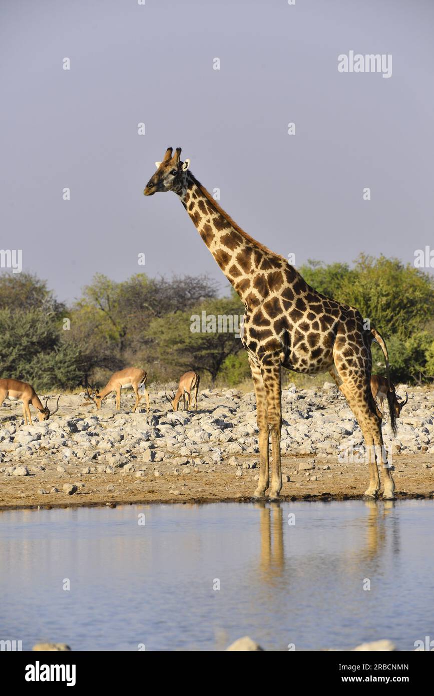 Giraffen am Wasserloch Klein-Namutoni, Etosha Nationalpark, Namibia Stockfoto