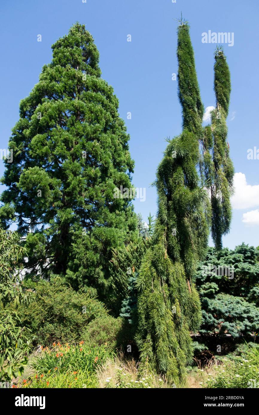 Sequoiadendron giganteum, Riesenmammutbaum Pendelmammutbaum Sequoiadendron giganteum „Barabits Requiem“ im Vordergrund Stockfoto