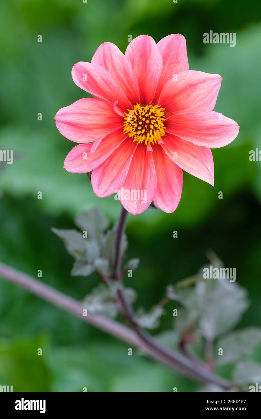 Dahlia variabilis Bishop's Children, einzelne Dahlia, bronzierte Blätter, tiefe rosa Blüte, gelbe Mitte Stockfoto