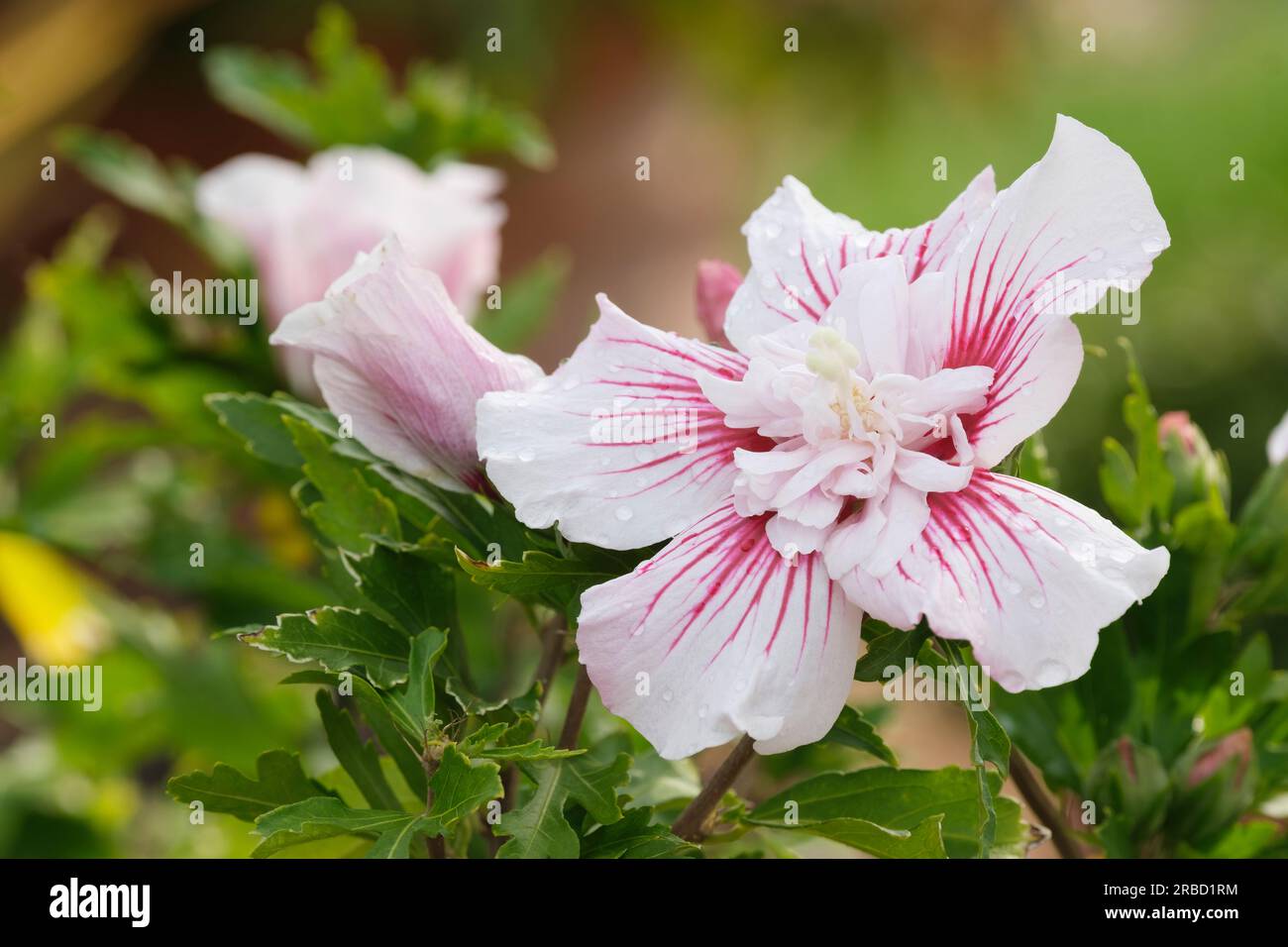 Hibiscus syriacus Starburst Chiffon, Rose von Sharon Starburst Chiffon, Milchstrauch, halbdoppelte Blüten, äußere Blüten mit dunkelrosa Adern Stockfoto