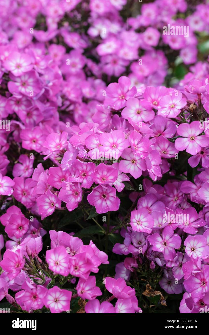 Phlox paniculata Ditosmur Violet White, Garden Phlox, rötlich-violette Blumen mit weißen Mittelpunkten Stockfoto