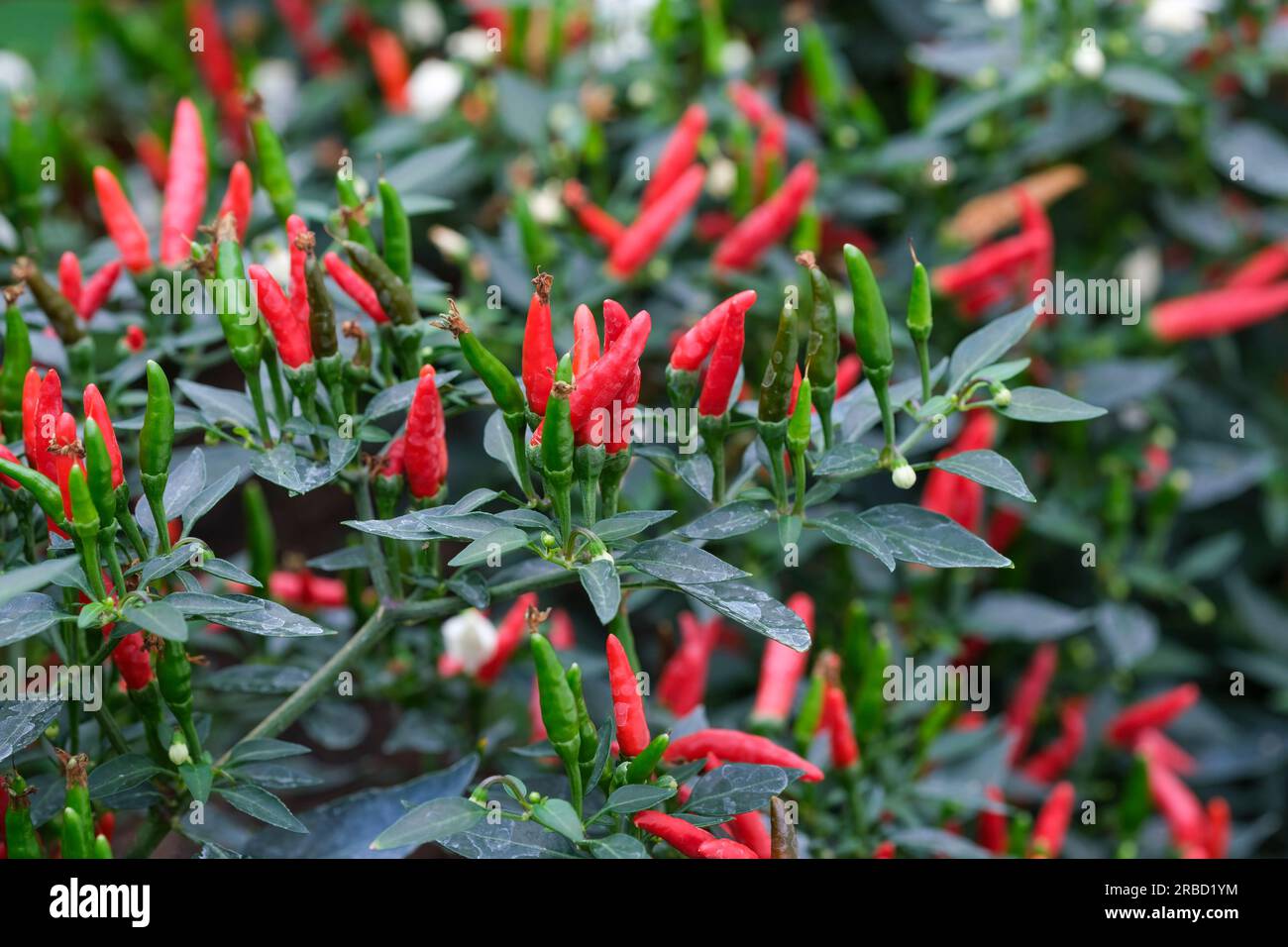 Capsicum frutescens Dämonenrot, Chili Pfeffer Dämonenrot, buschig, jährlich reichlich kleine nach oben weisende rote Früchte Stockfoto