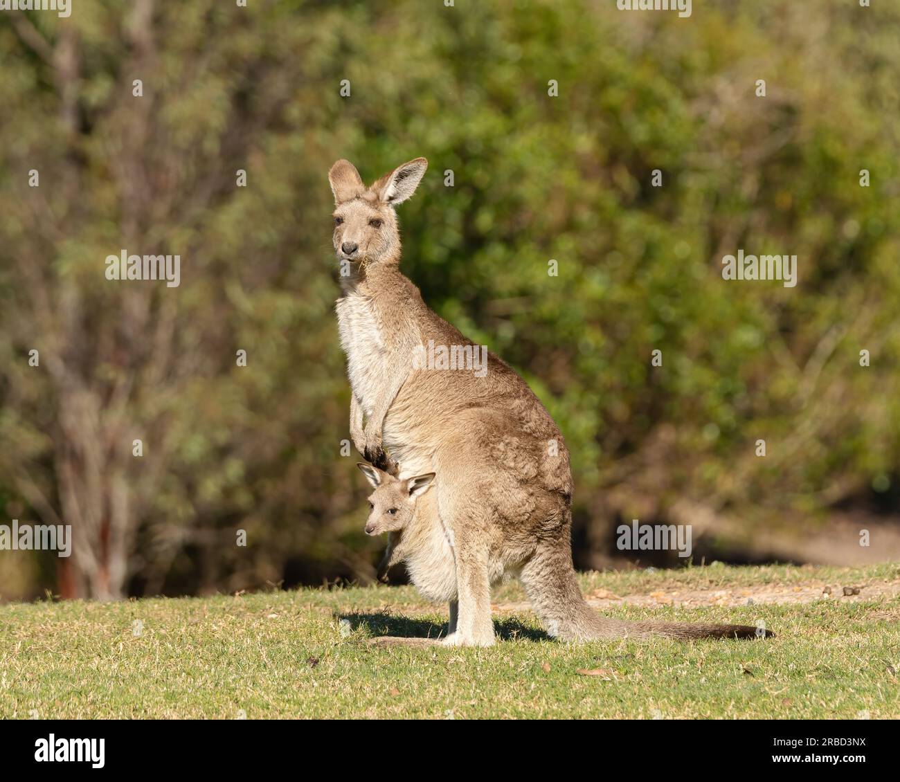 Östliches graues Känguru mit jory in ihrer Tasche mit blauem Hintergrund. Stockfoto