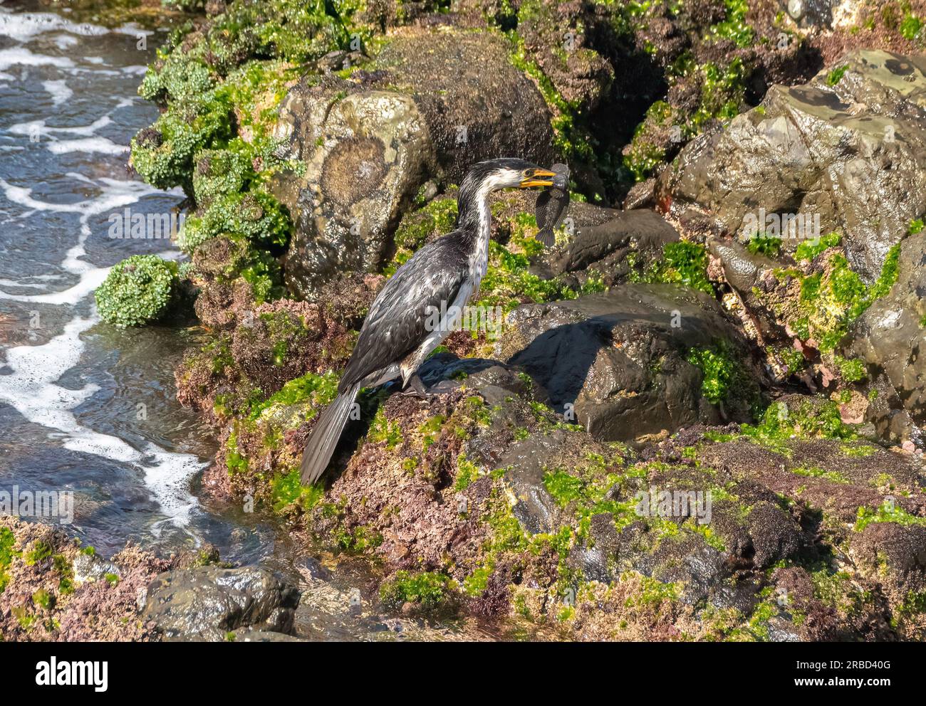 Der Darter ist ein großer, schlanker Wasservogel mit einem langen, schlangenartigen Hals, scharfkantigen Schirm, der mit einem Fisch aus einem Felsenbecken landet. Stockfoto