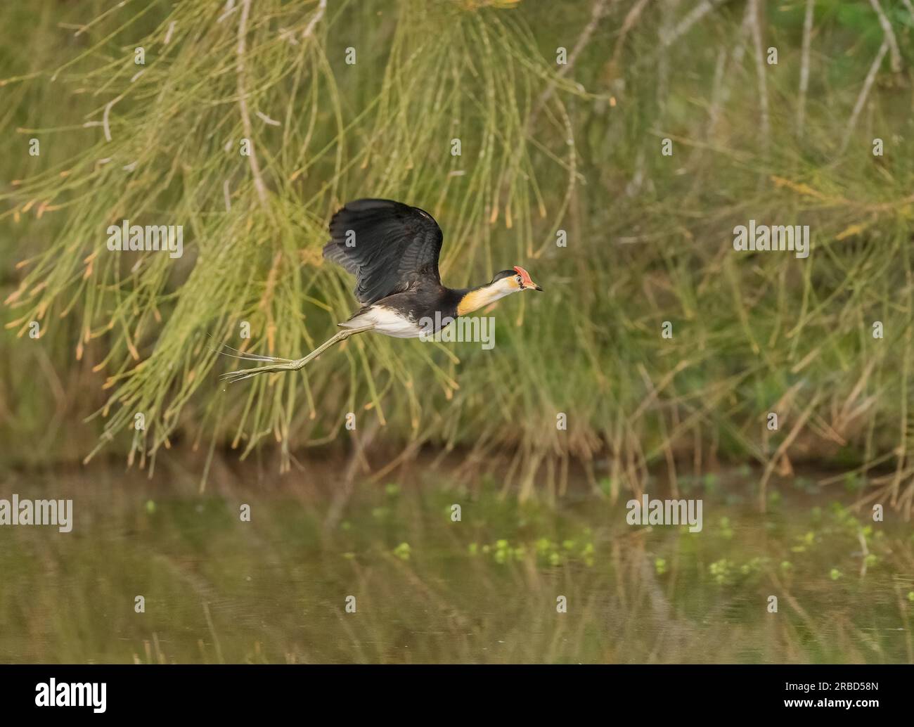 Kammkammmuschel-Jacana (Irediparra gallinacea) wie andere Jacanenarten ist sie an die schwimmende Vegetation tropischer Süßwasserfeuchtgebiete angepasst. Stockfoto