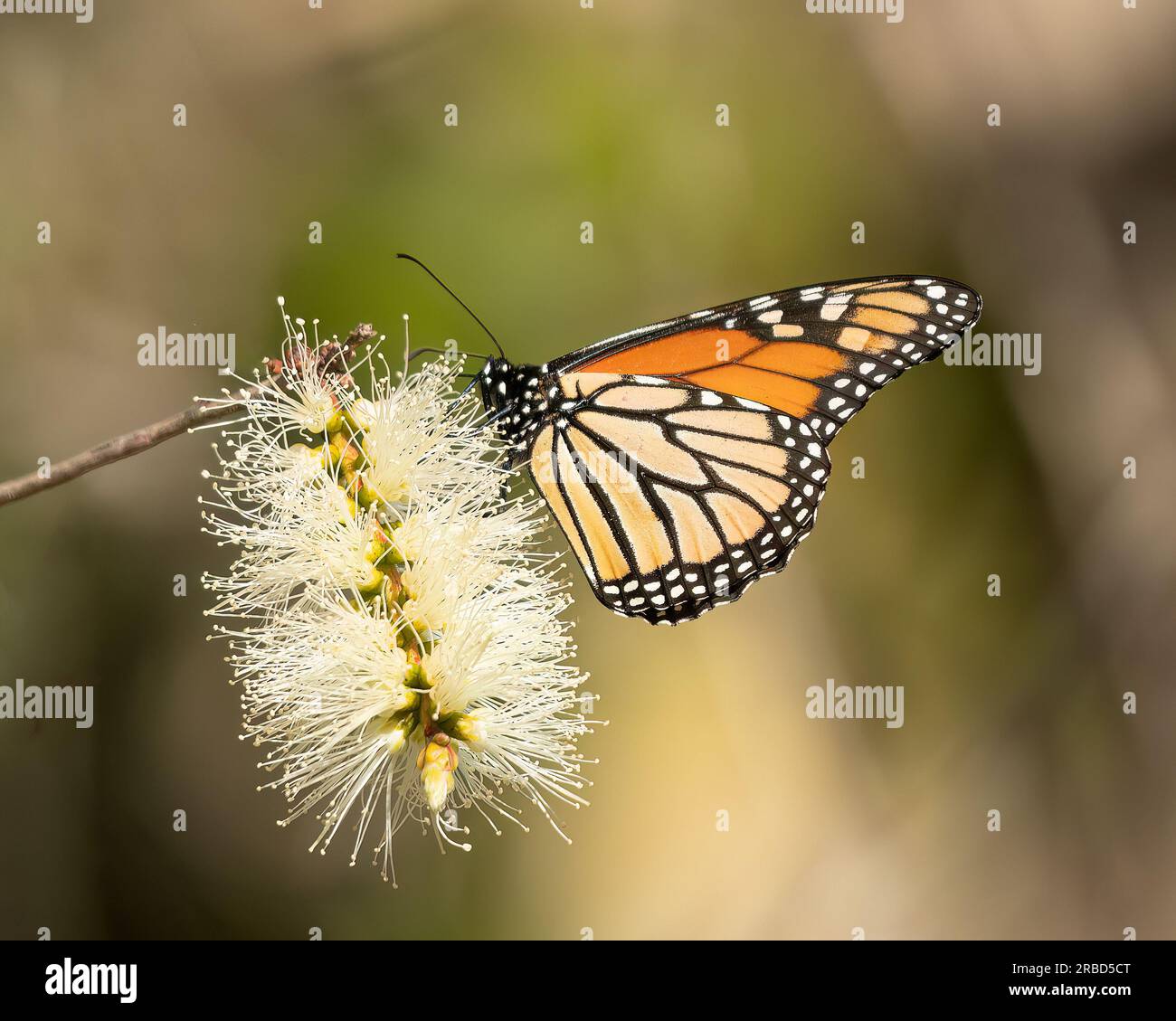 Monarch-Schmetterlinge, die als vom Aussterben bedroht eingestuft werden, Klimawandel, Dürre und Verlust von Lebensräumen sind einige der Schlüsselfaktoren, die zu der starken Krise beigetragen haben Stockfoto