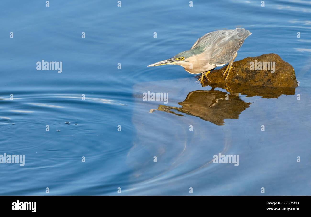 Der Streifenreiher (Butorides striata), auch bekannt als Mangrovenreiher, ist ein kleiner Wasservogel mit kurzen Beinen, der in Australien zu finden ist. Stockfoto