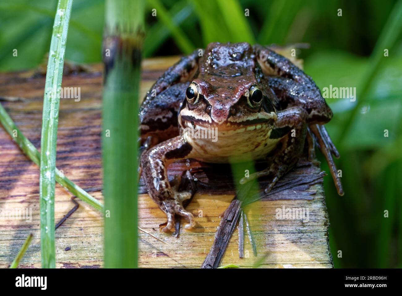 Der Gemeine Frosch oder Grasfrosch (Rana temporaria), auch bekannt als