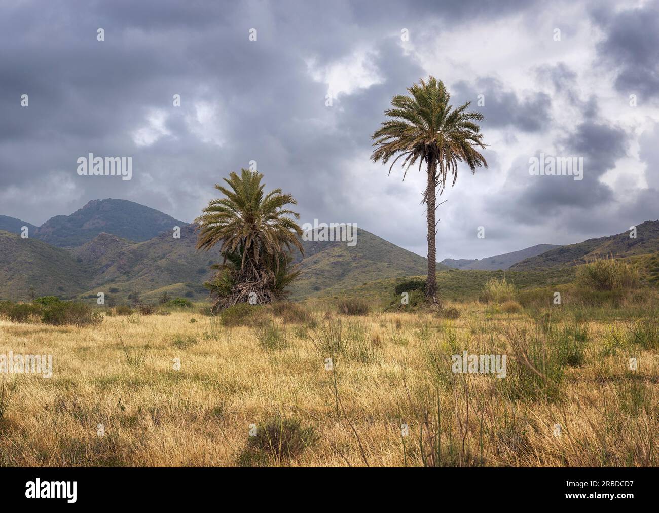 Palmen im Naturpark Calblanque in Cartagena, Murcia, Spanien Stockfoto