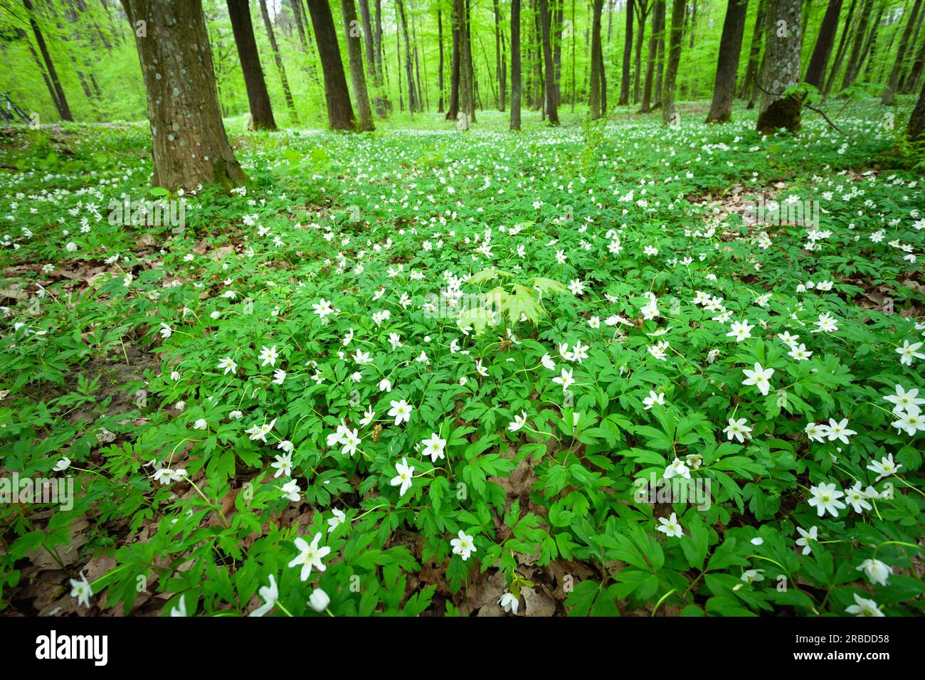 Waldgrüne Wiese mit weißen Anemonblüten, Frühling, Ostpolen Stockfoto