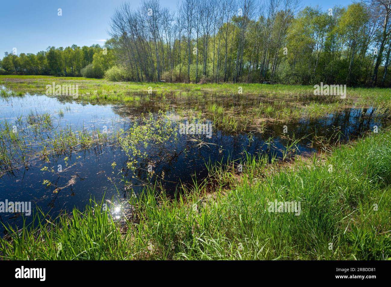 Blick auf die grüne, nasse Wiese vor dem Wald, Frühlingstag, Ostpolen Stockfoto