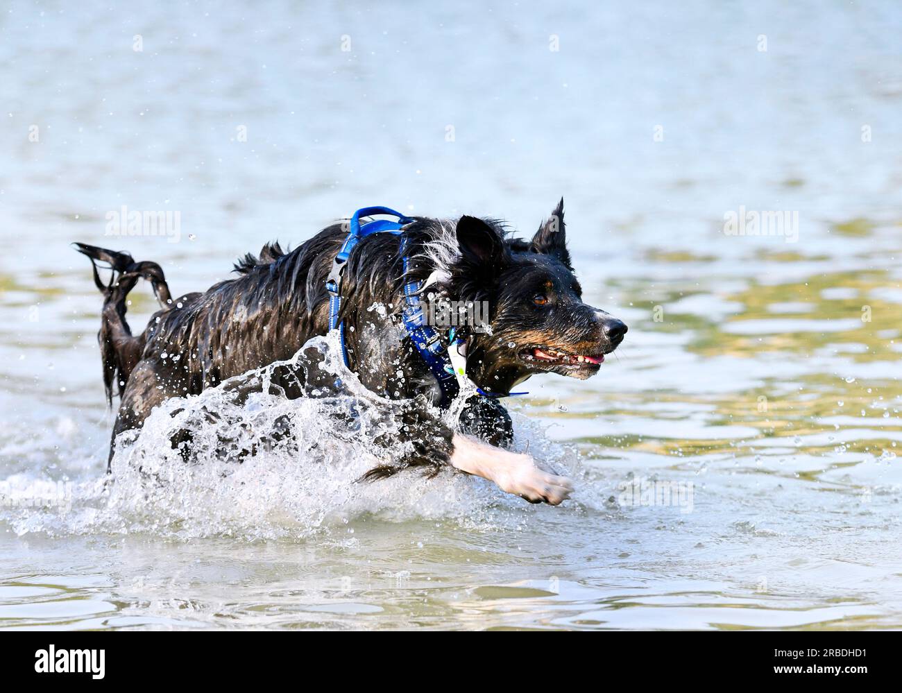 Junger Border Collie, der im Sommer in einem Fluss schwimmt Stockfoto
