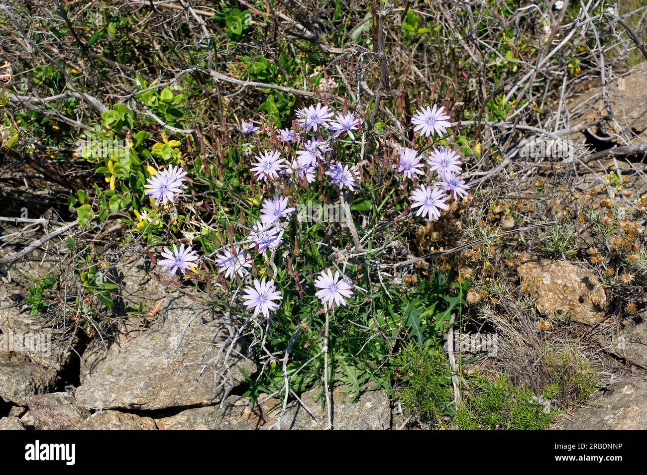Blausalat oder Bergsalat (Lactuca perennis) ist ein in Süd- und Mitteleuropa einheimisches Dauerkraut. Angiospermen. Asteraceae. Dieses Foto war es Stockfoto