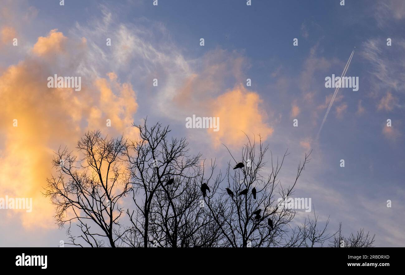 Silhouette von Krähen auf dem Baum mit Sonnenuntergang am Himmel Stockfoto