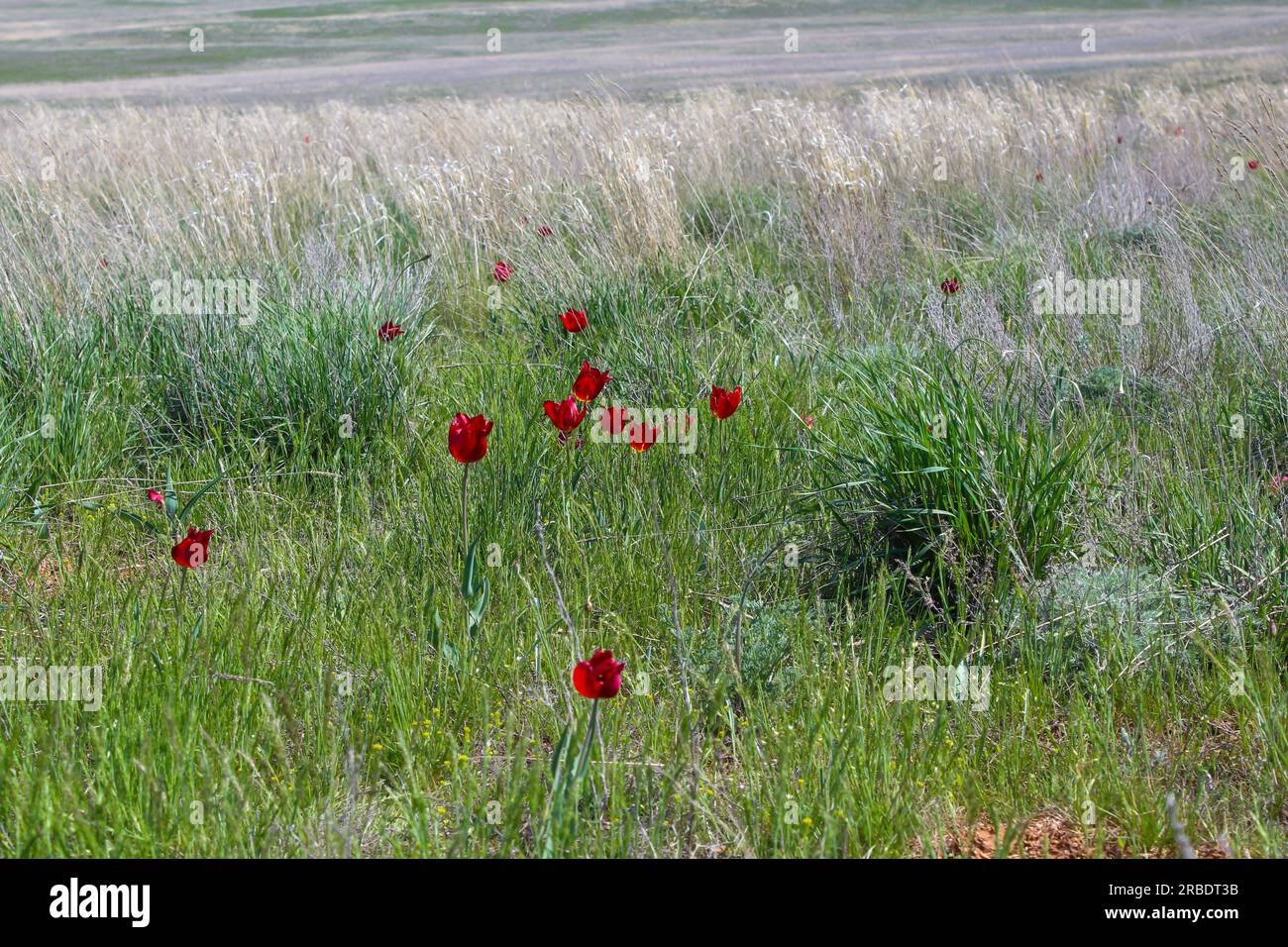 Steppenlandschaft im Frühling, helle wilde Tulpen und das erste grüne Gras in der Steppe, Wolgograd-Region, Russland. Nahaufnahme des Hintergrunds Stockfoto
