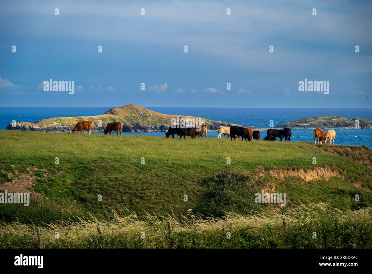 Herde von Kühen, die auf einem Feld mit Blick auf die Bucht von Aberdaron in Nordwales weiden. Stockfoto